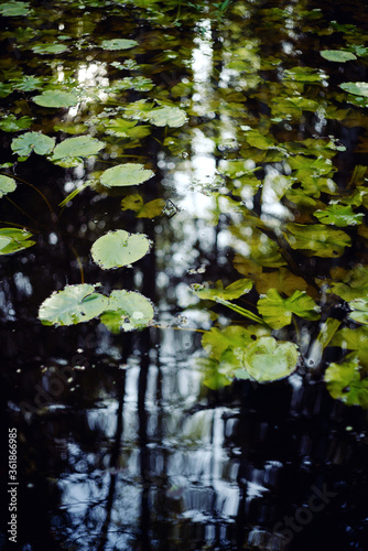 Swamp with water lilies in the forest. Green leaves of water lilies in the dark water of a swamp. © Anna