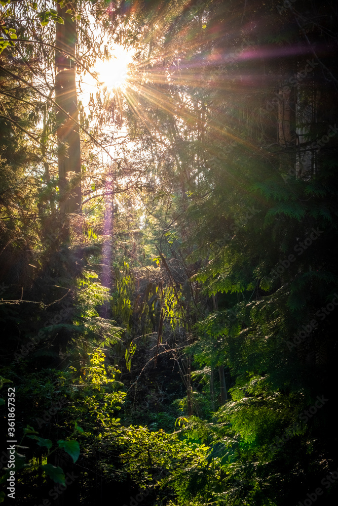 Obraz premium sol na floresta tropical com vegetação densa