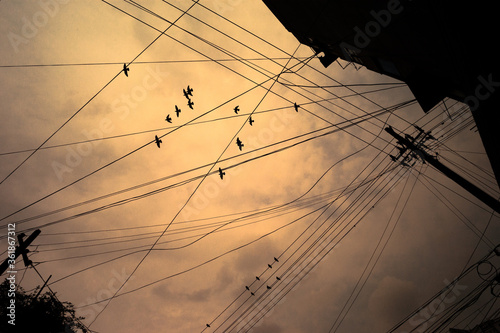 Many birds flying and sitting on power lines with the background of polluted dawn fog smog and haze sky.