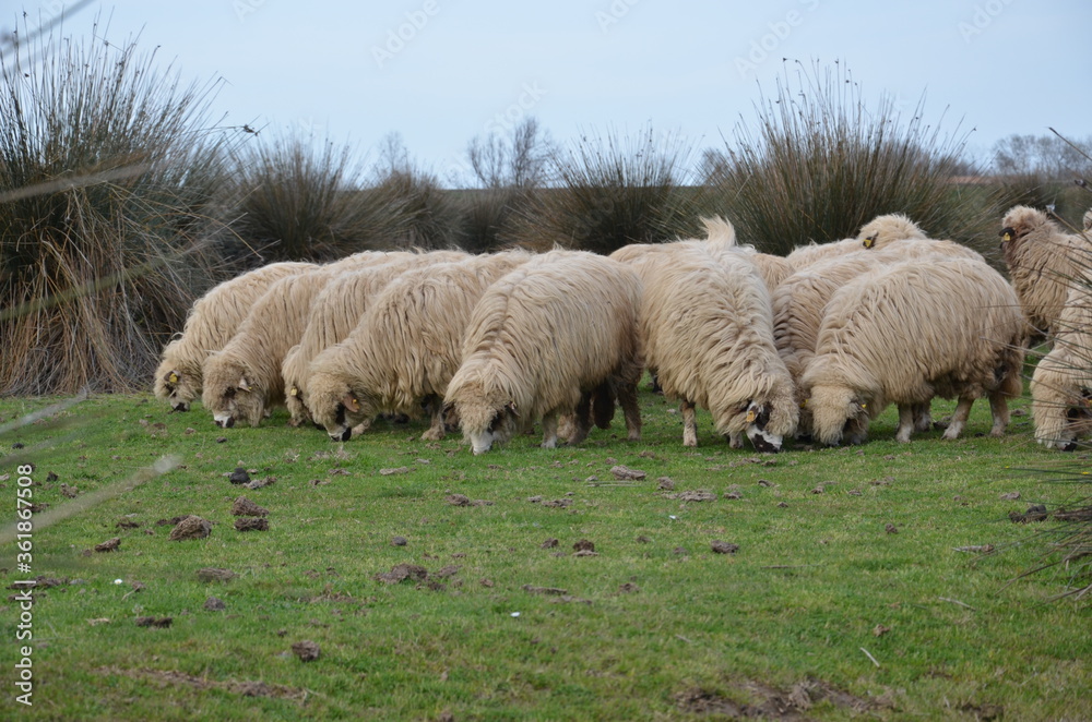 Obraz premium sheep in the field
