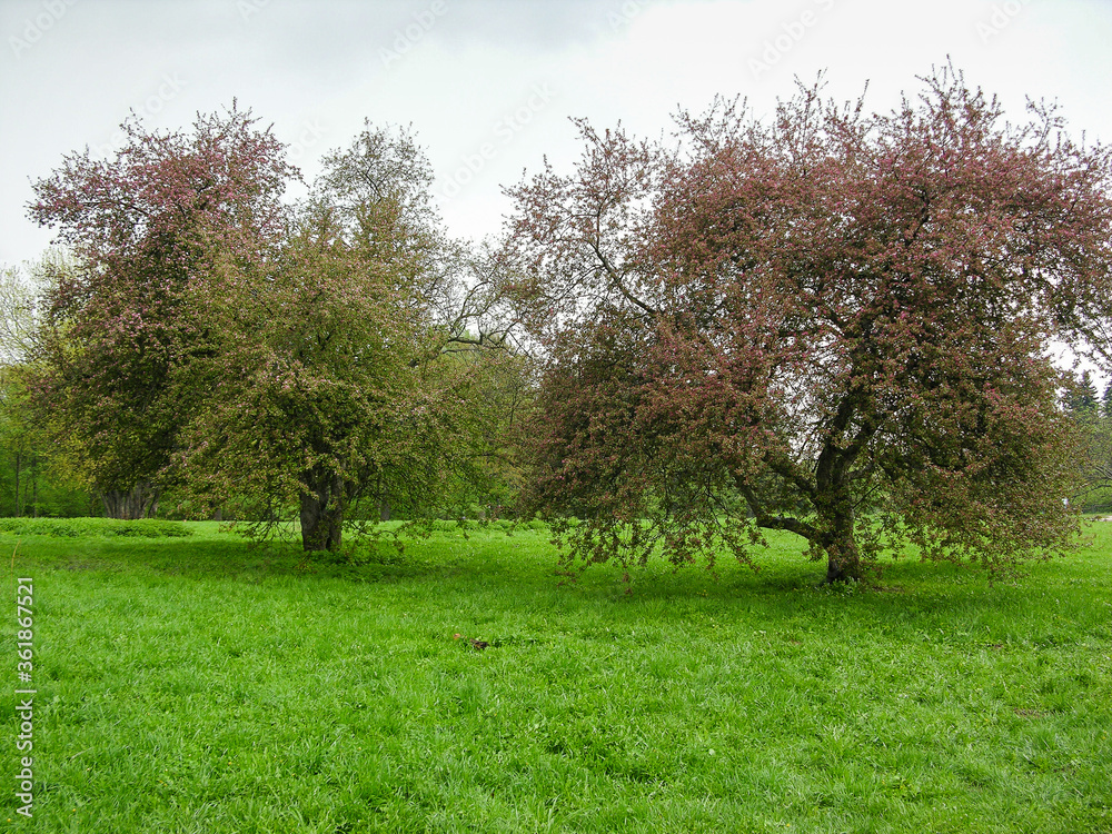 Garden with branchy blooming trees and green grass in spring season. Garden with branchy blooming trees and green grass in spring season.