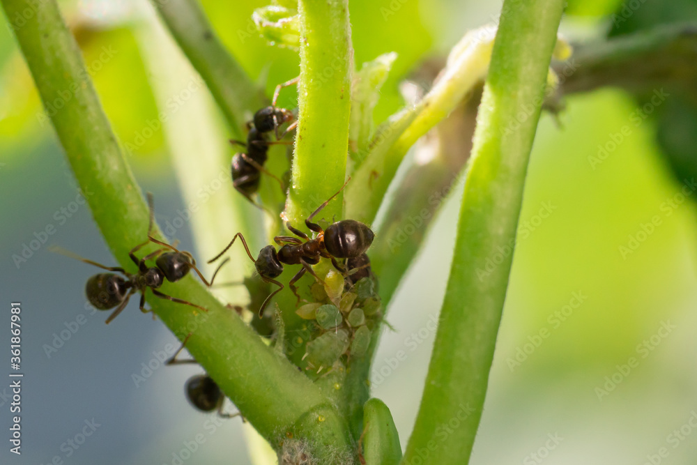 Colony of aphids and ants on garden plants Colony of aphids and ants on garden plants