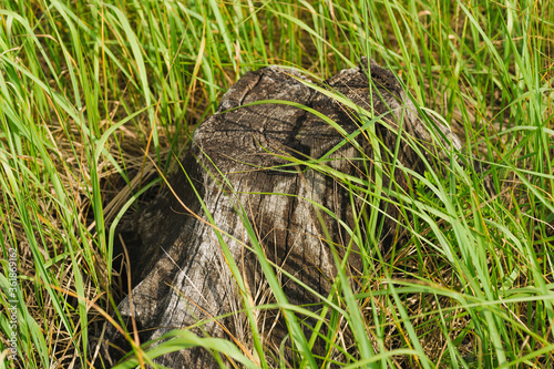 stump from a felled tree. The problem of deforestation