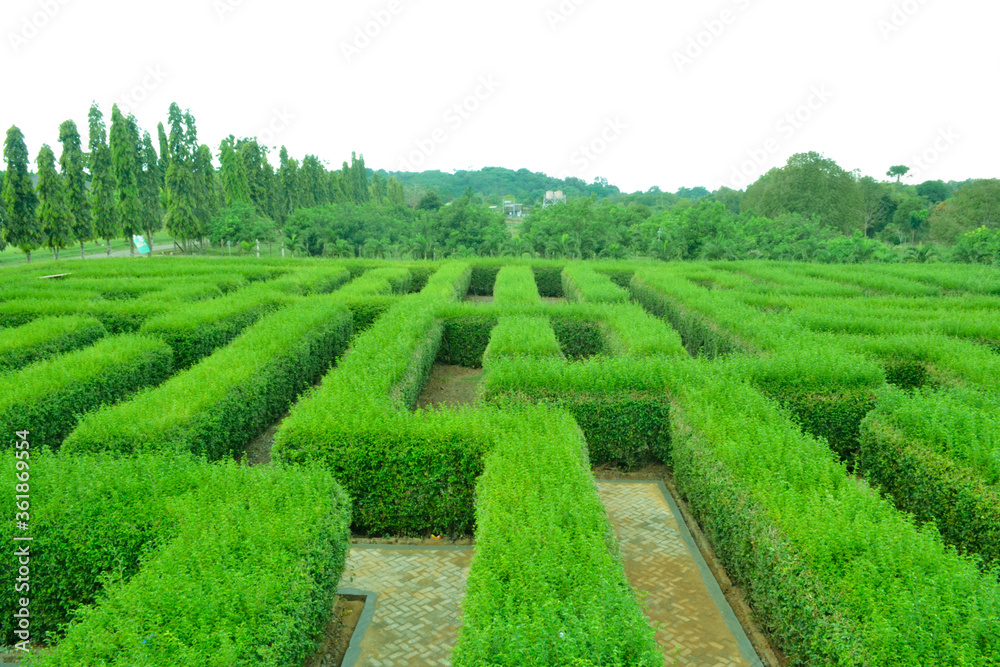 maze labyrinth in the garden
