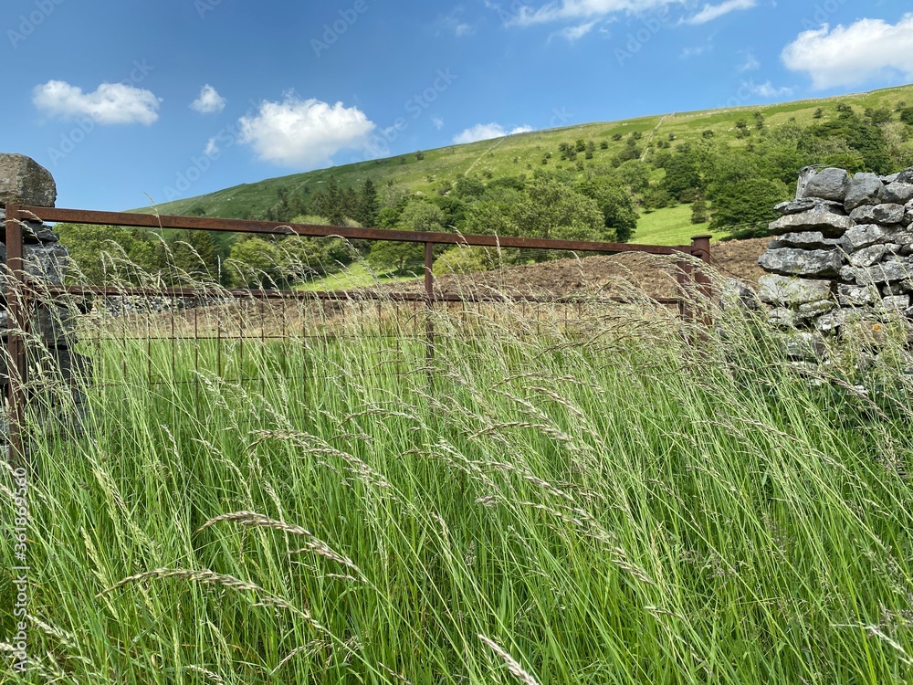 Wild long grasses, next to a farm gate, with hills and trees in the distance near, Buckden, Skipton, UK