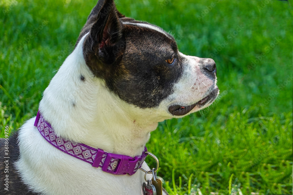 Side view portrait of a beautiful white and black dog with a pink collar Side view portrait of a beautiful white and black dog with a pink collar