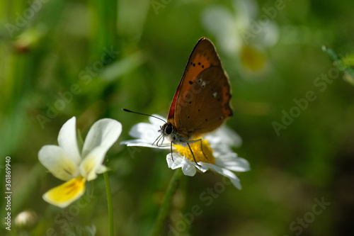 The scarce copper (Lycaena virgaureae) in closeup is a butterfly of the family Lycaenidae (copper or gossamer-winged butterflies). Springtime. Wild animal. Poland