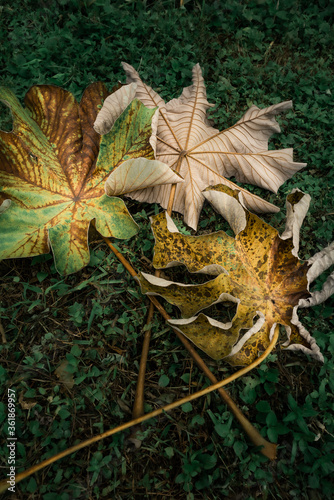 fallen yagrumo leaves photo