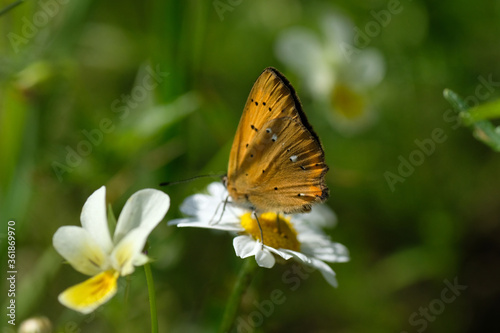 The scarce copper (Lycaena virgaureae) in closeup is a butterfly of the family Lycaenidae (copper or gossamer-winged butterflies). Springtime. Wild animal. Poland