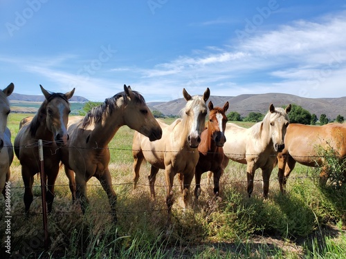 Fototapeta Naklejka Na Ścianę i Meble -  A group of friendly horses in the pasture on a sunny day 
