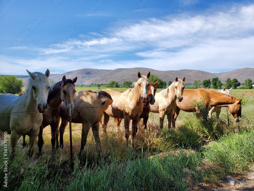 A group of friendly horses in the pasture on a sunny day 