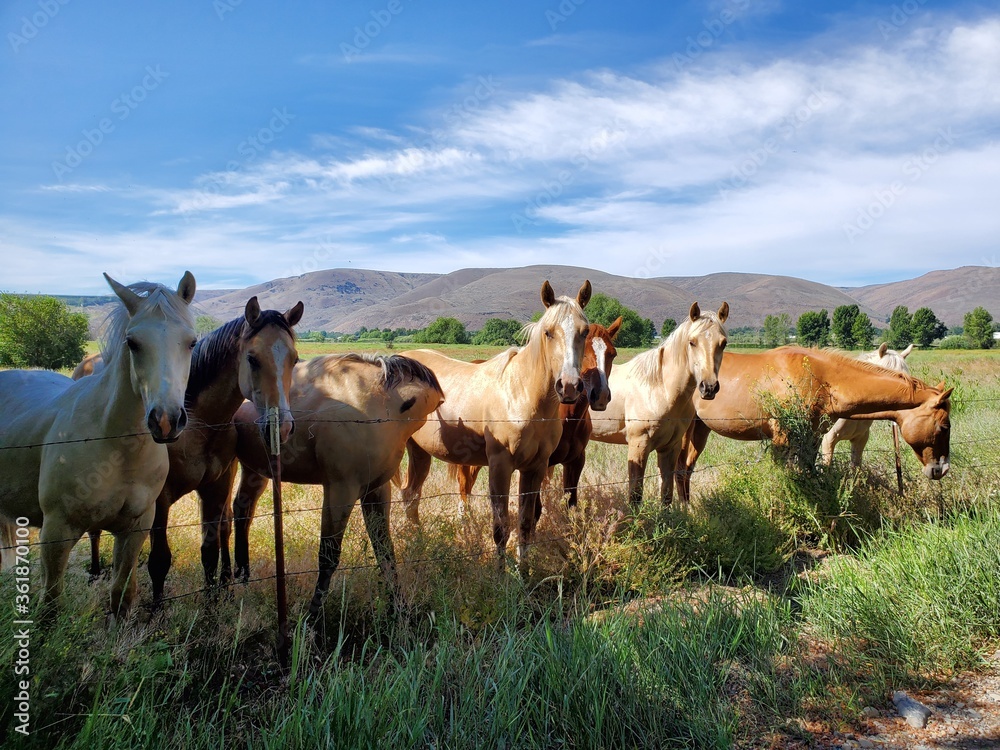 A group of friendly horses in the pasture on a sunny day A group of friendly horses in the pasture on a sunny day