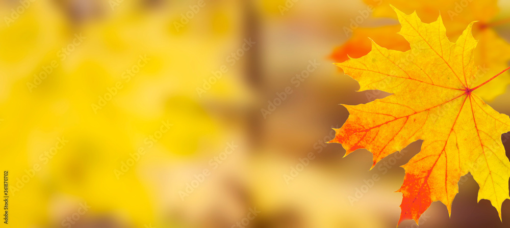 Autumn background in format banner with yellow-orange maple leaves close-up