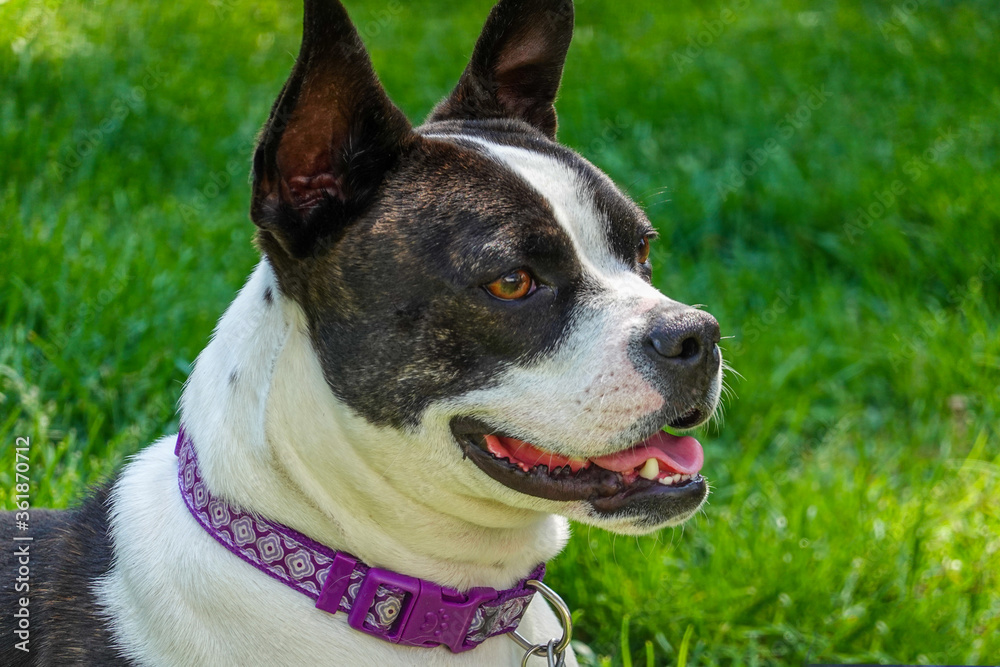 Side view portrait of a beautiful white and black dog with a pink collar