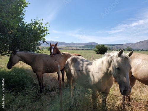 A group of friendly horses in the pasture on a sunny day 