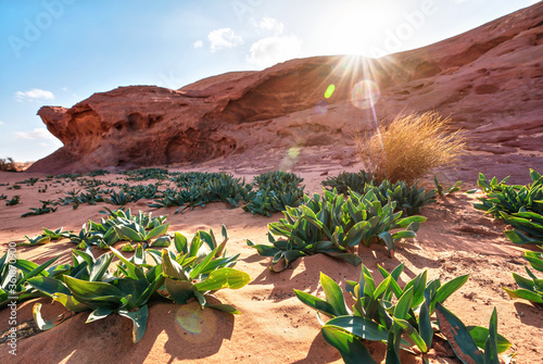 Little rock cliff formation in Wadi Rum desert, bright sun shines on red dust and rocks, Sea squill plants (Drimia maritima) in foreground, blue sky above