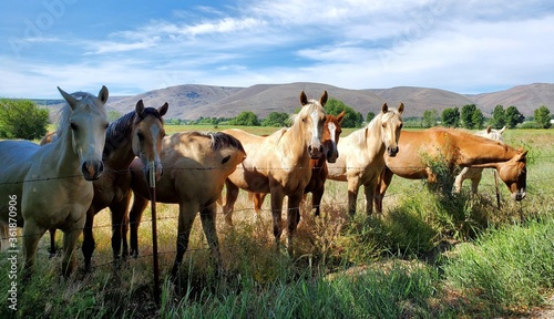 A group of friendly horses in the pasture on a sunny day  © Kayla
