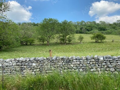 Country view, of a dry stone wall, with fields, trees, and sheep in the distance near, Skipton, Yorkshire, UK