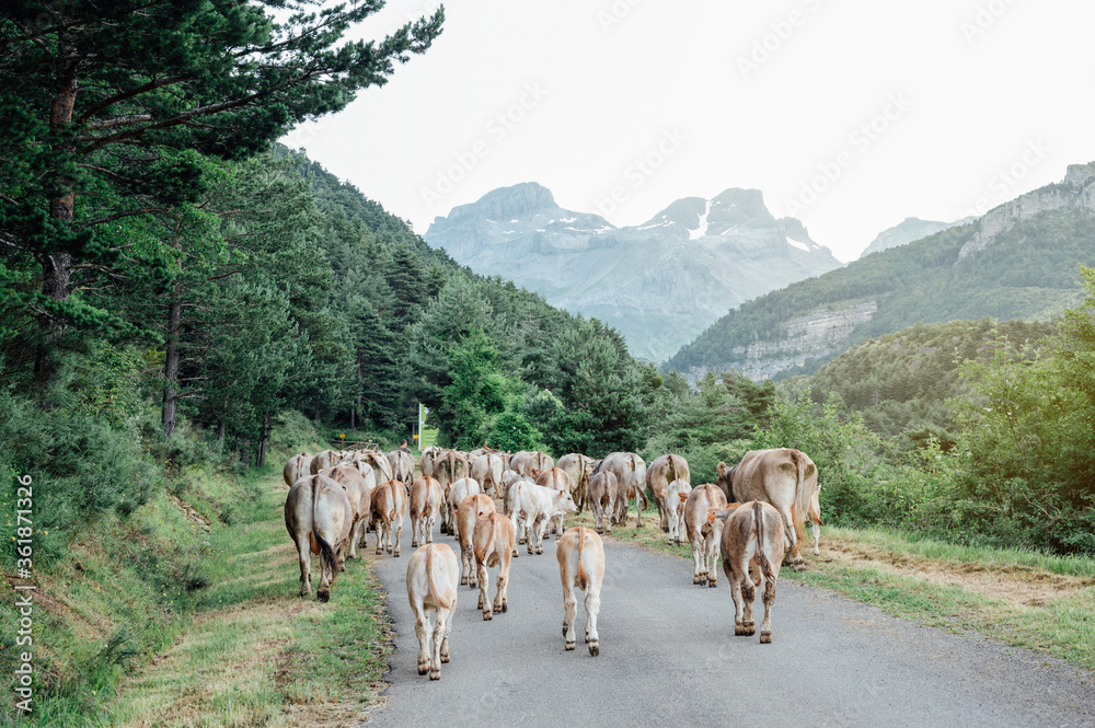 Obraz premium cows walk on the road during migration, transhumance of in the Pyrenees, Spain