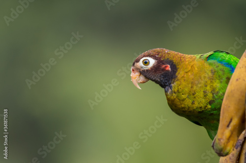 Brown-hooded Parrot (pyrilia haematotis) eating plantain in the tropical rain forest of Costa Rica photo