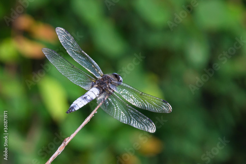 Libellula depressa dragonfly close-up on a branch with blur background