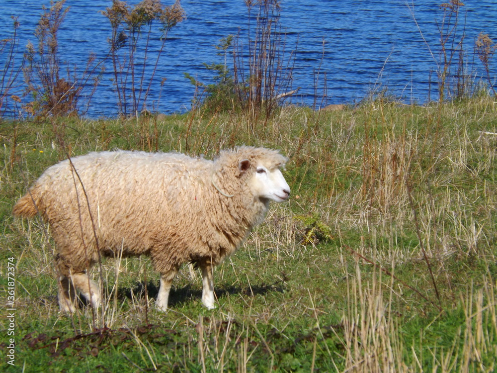 Fototapeta premium A sheep grazing through a pasture