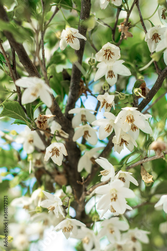 Spring Beauty
