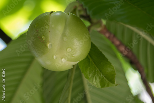 This flower bud  contains a flower wonder inside photo