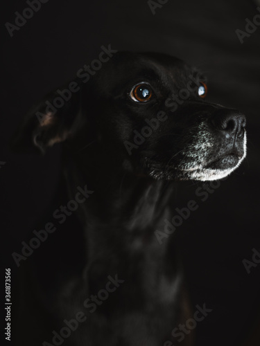 Black dog with white snout in a dark studio light posing to a portrait