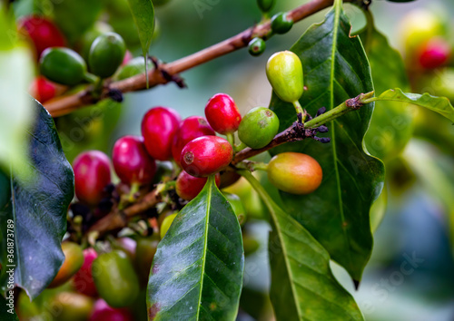 Coffee plant in Colombia, South America