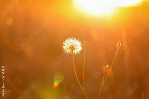 Fototapeta Naklejka Na Ścianę i Meble -  Wild sowthistle weed in vibrant afternoon light with copy space