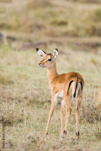 Young female Grant's Gazelle in the Maasai Mara National Park, Kenya