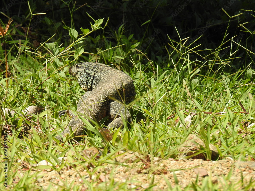 Naklejka premium foto