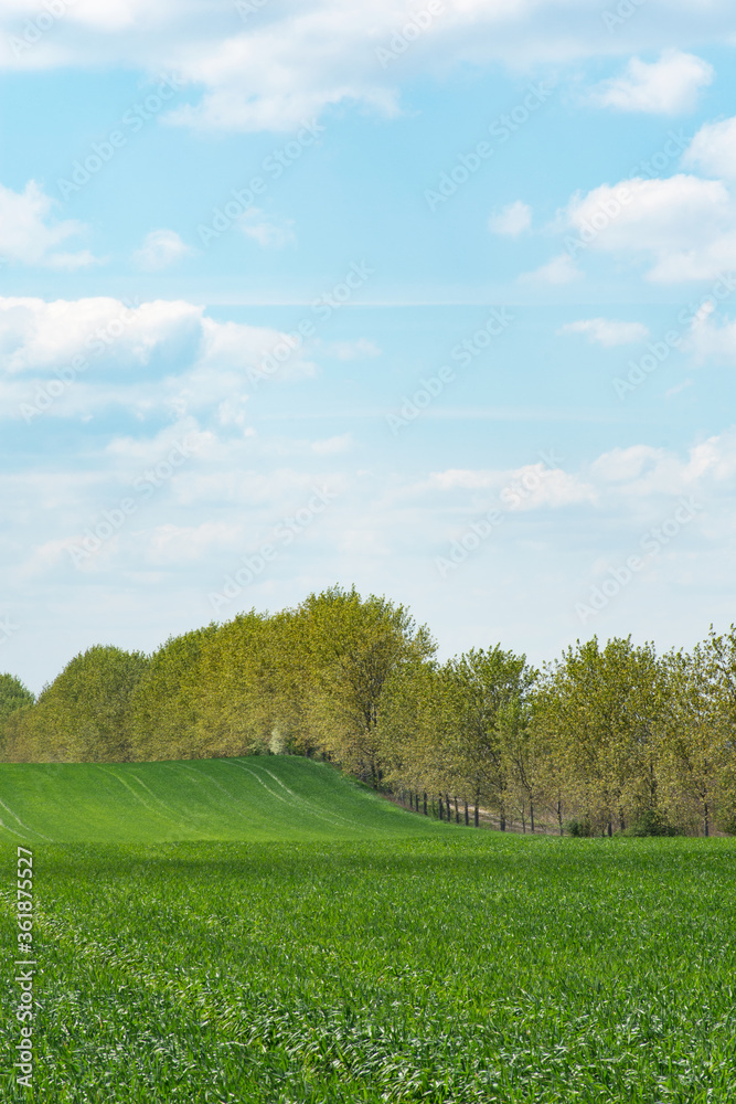 Beautiful green meadow with a tree line in the distance. View of green nature under a blue sky with clouds. Landscape from nature.
