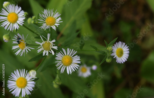 wild daisy cr2020 darrell jbanks