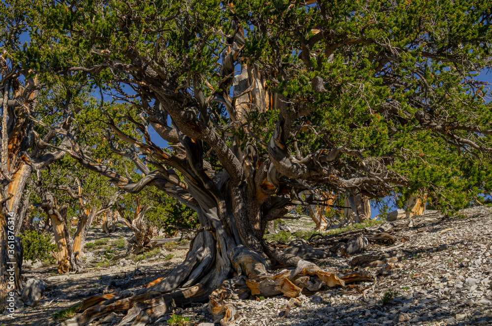 Old Bristlecone Forest