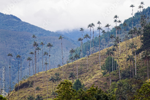 Cocora valley in Andes mountain, Colombia