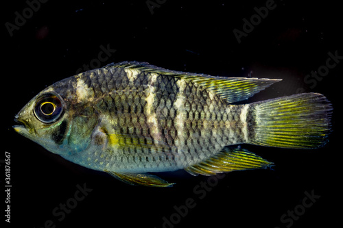 Beatiful colors on fresh water Cichlid fish photo