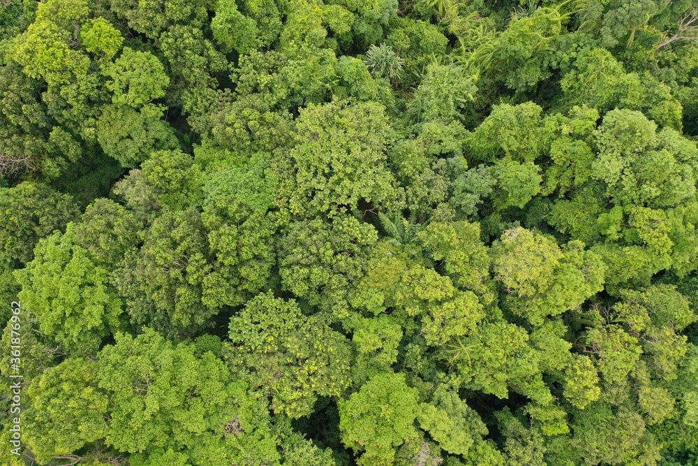 Rainforest trees canopy from above with aerial drone