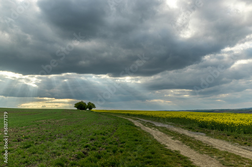 View of a field covered with rapeseed full of yellow flowers and a tree lilies on top. photo