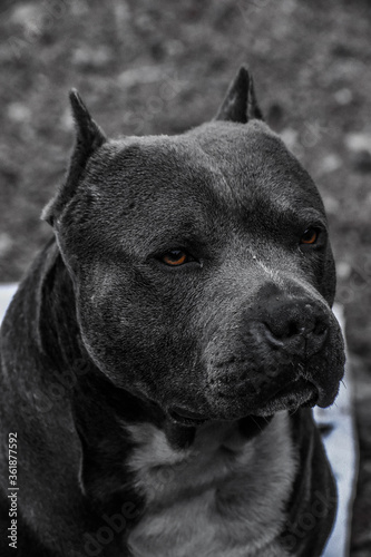 Pit Bull Negro 