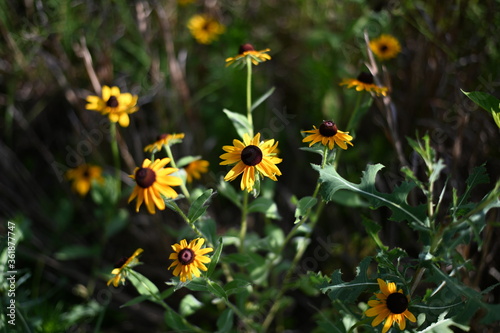Sunflowers