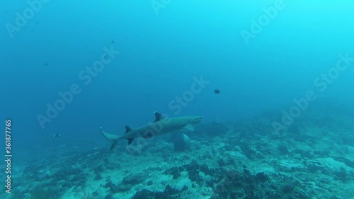 Wallpaper Mural Diver is observing the little shark at the ocean. Bali, Indonesia. The little shark is directly coming to the diver. Torontodigital.ca