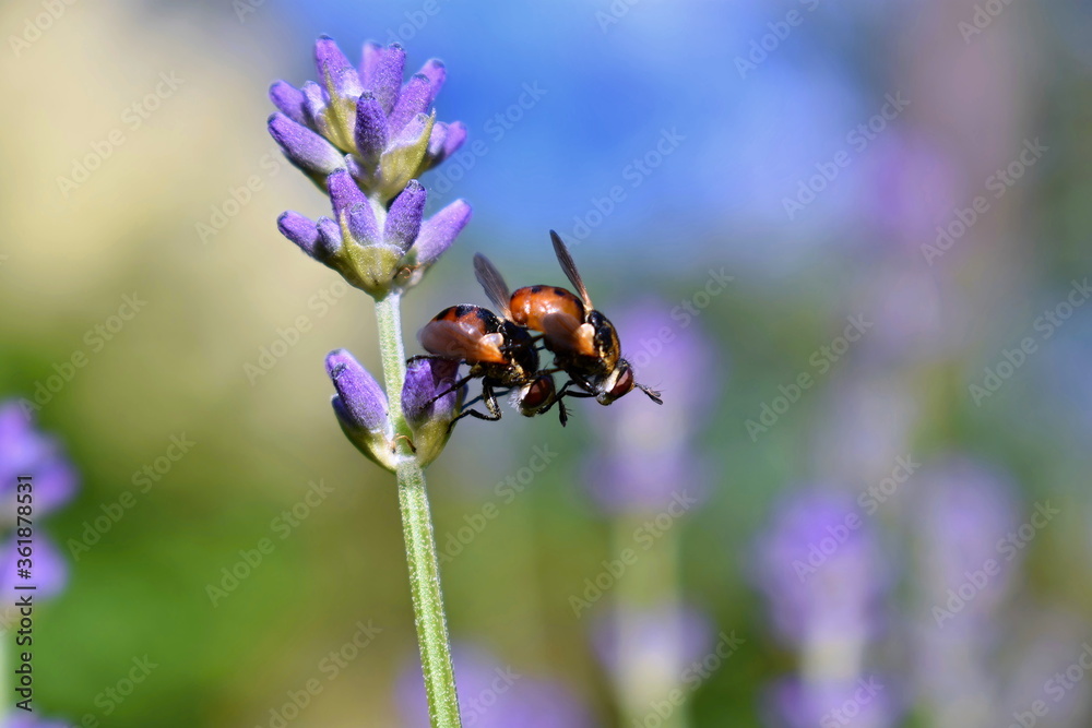 Gymnosoma rotundatum, mating on lavender. Macro lavender with gymnosa rotundatum Gymnosoma rotundatum, mating on lavender. Macro lavender with gymnosa rotundatum