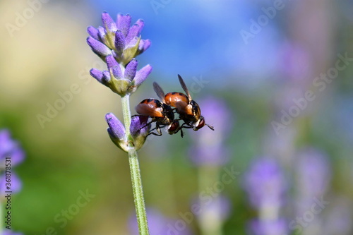 Gymnosoma rotundatum, mating on lavender. Macro lavender with gymnosa rotundatum photo