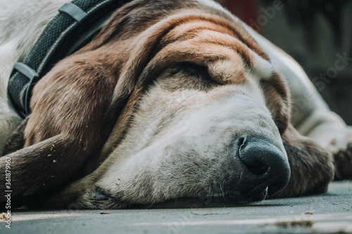 Basset Hound durmiendo photo