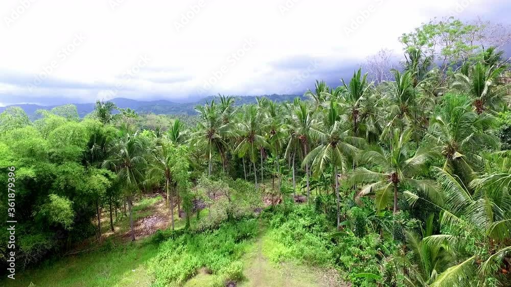 Beautiful aerial view of tropical jungle Beautiful aerial view of tropical jungle