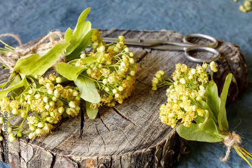 Linden flowers and scissors on an old wooden stump for the image of drying medicinal herbs