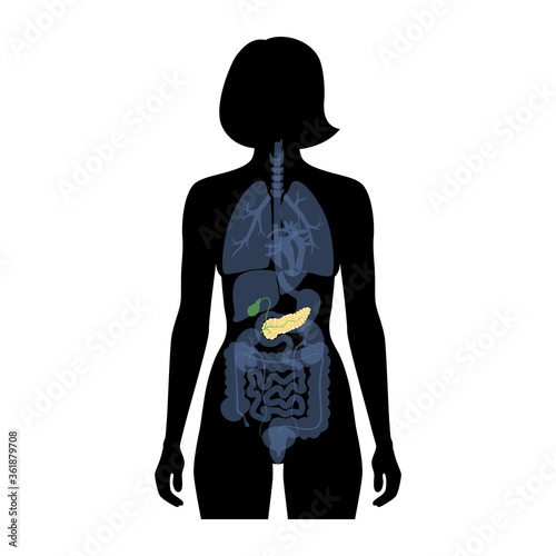 Pancreas an human body