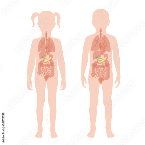 Pancreas an human body